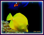 9th Sep 2013 - Yellow Fish