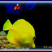 Yellow Fish by vernabeth