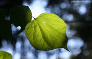 29th Sep 2013 - I Love Green Leaves!