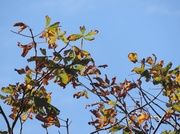29th Sep 2013 - horse chestnut leaves