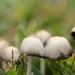 Fungi Family by mzzhope
