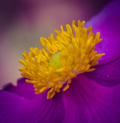 29th Sep 2013 - anemone closeup