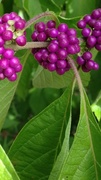 29th Sep 2013 - american beautyberry