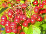 29th Sep 2013 - Berries