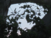 6th Sep 2010 - Leafy Silhouette Face