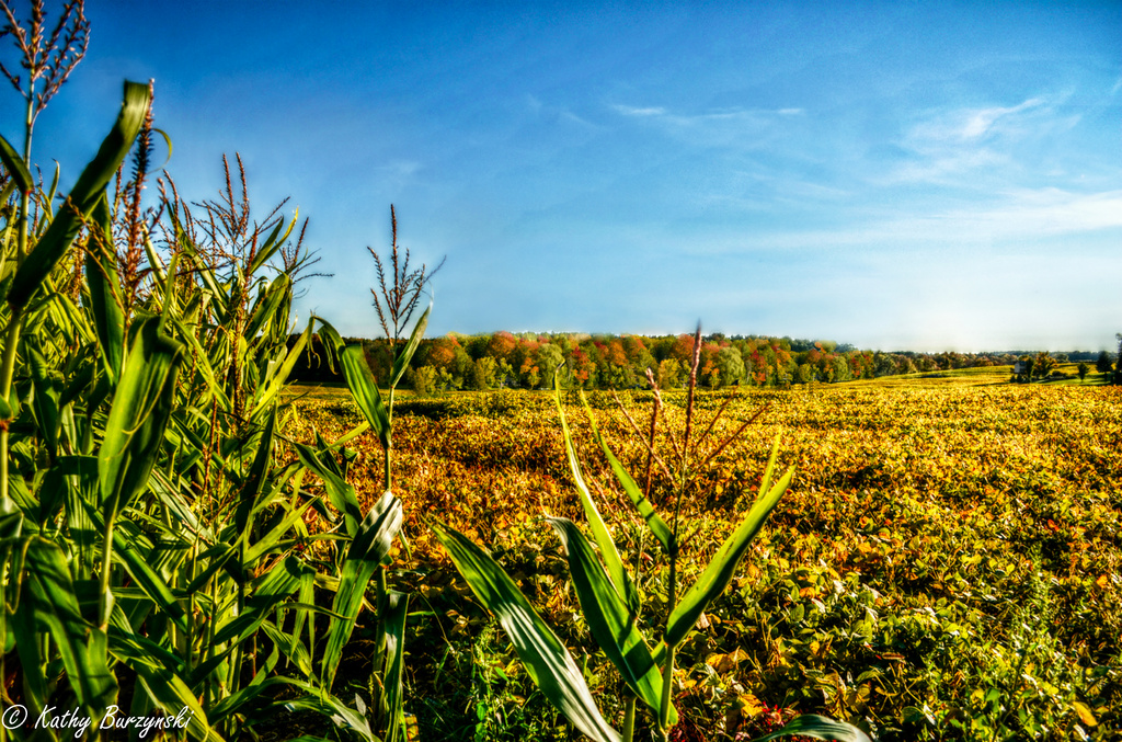 Corn Field by myhrhelper