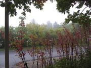 12th Sep 2013 - Foggy morning 