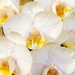 orchid spray by corymbia