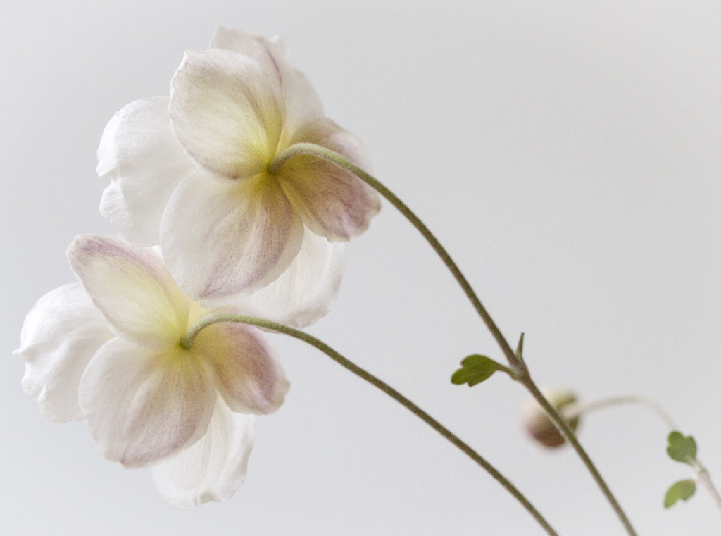 Japanese Anemones - simplicity and grace by jantan