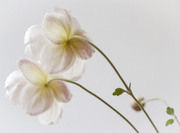 30th Sep 2013 - Japanese Anemones - simplicity and grace