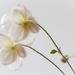 Japanese Anemones - simplicity and grace by jantan