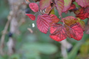 2nd Oct 2013 - Leaves of red