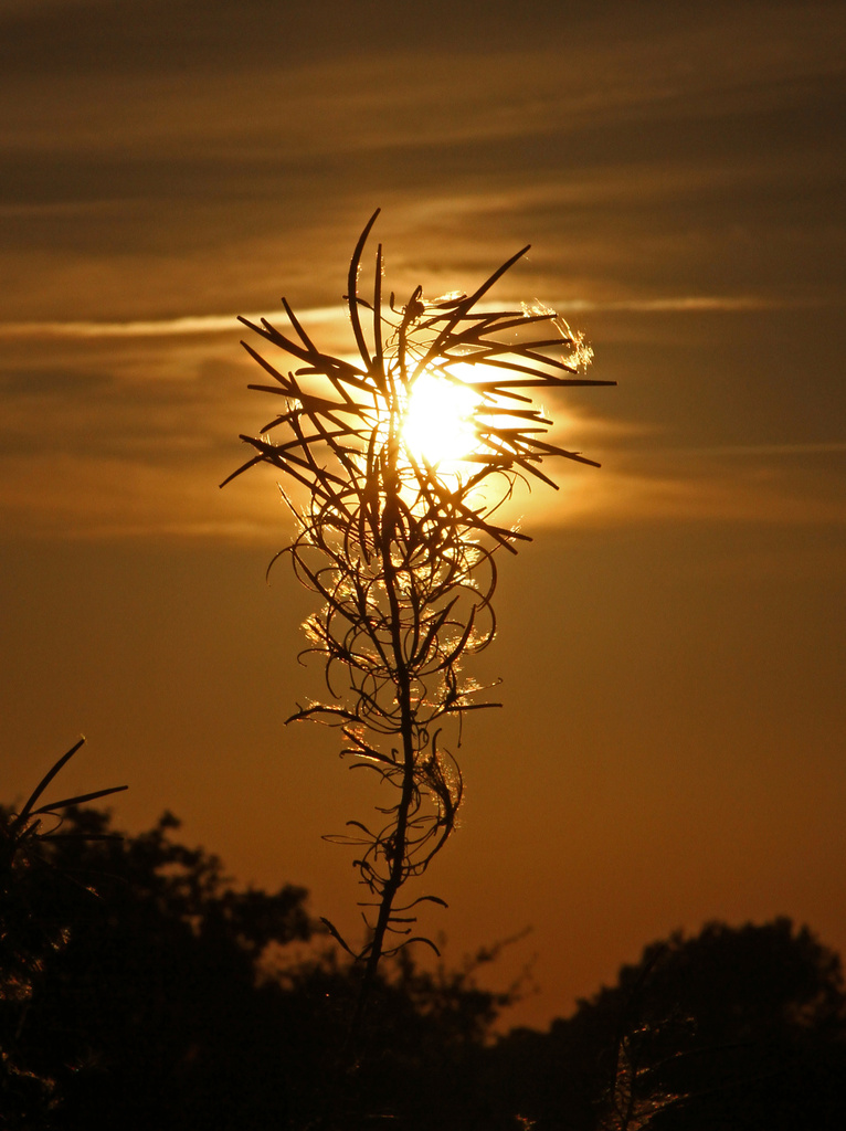 Sun-flower by angelar