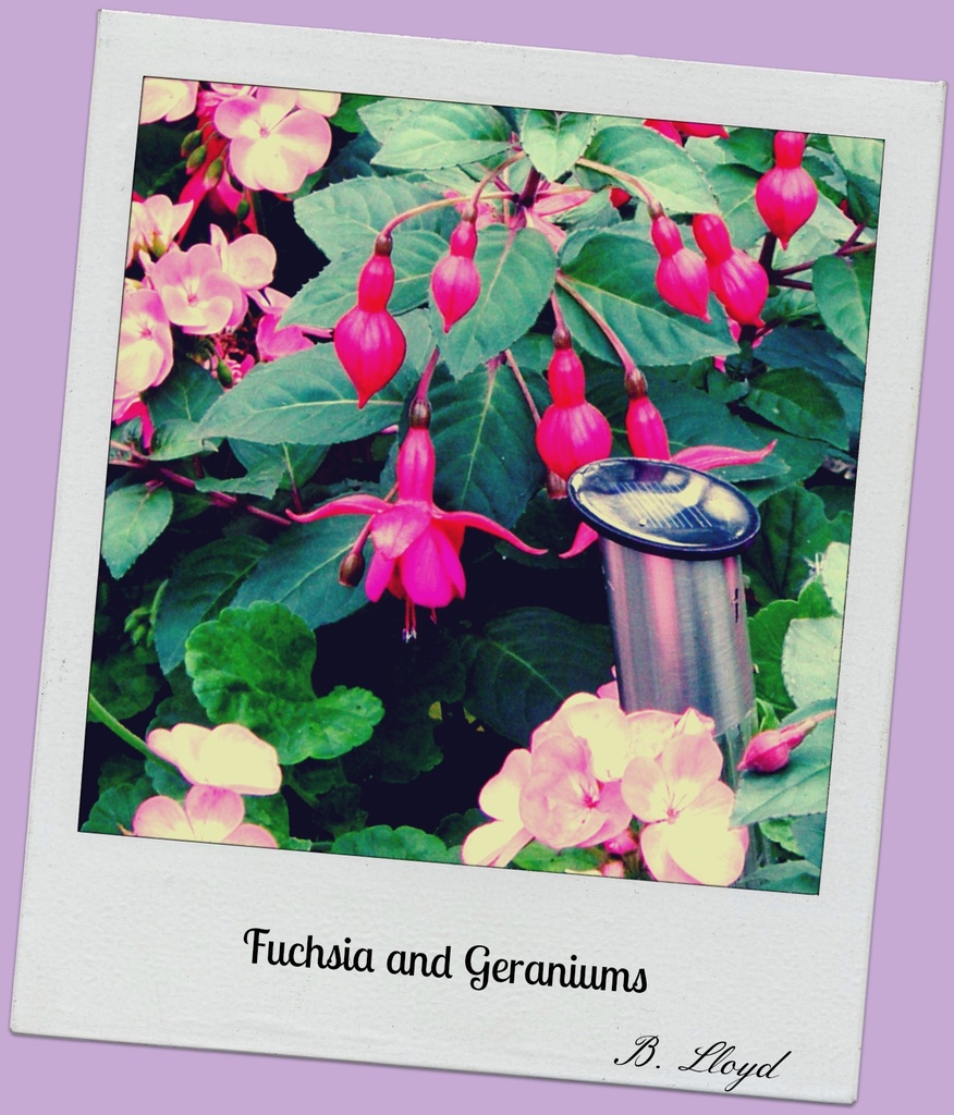  Fuchsia & Geraniium  by beryl