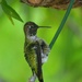 Baby Hummingbird by mariaostrowski