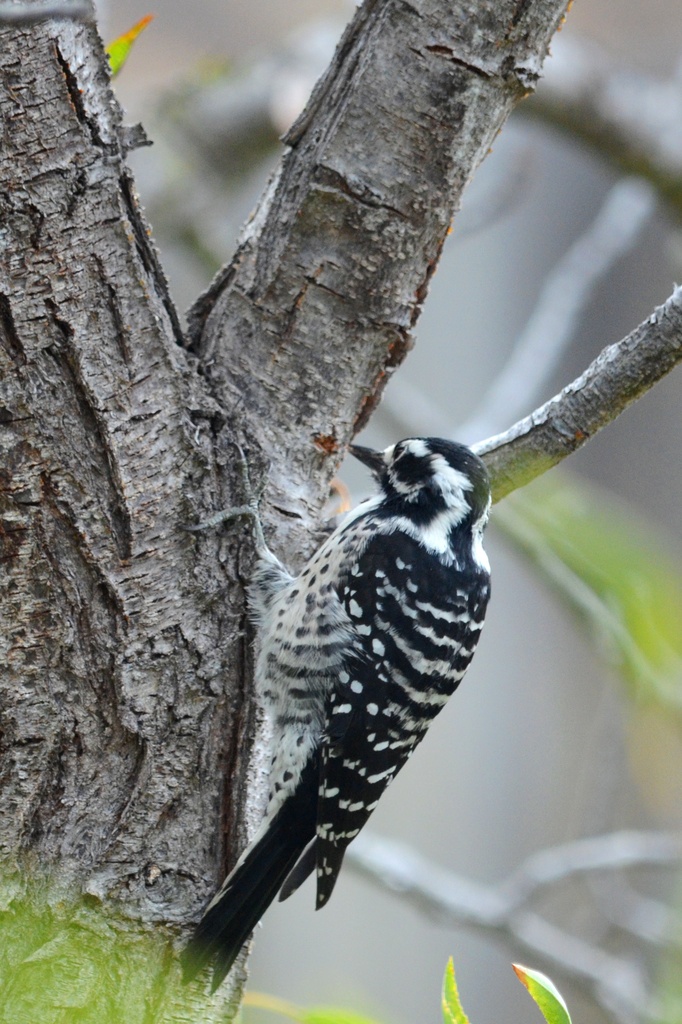 Woodpecker by mariaostrowski