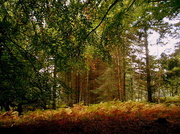 30th Sep 2013 - Mortimer forest...