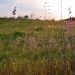 prairie..... by earthbeone
