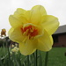 Daffodil 'Taihiti' by kiwiflora