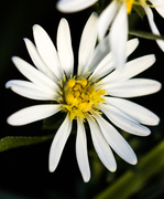 30th Sep 2013 - aster