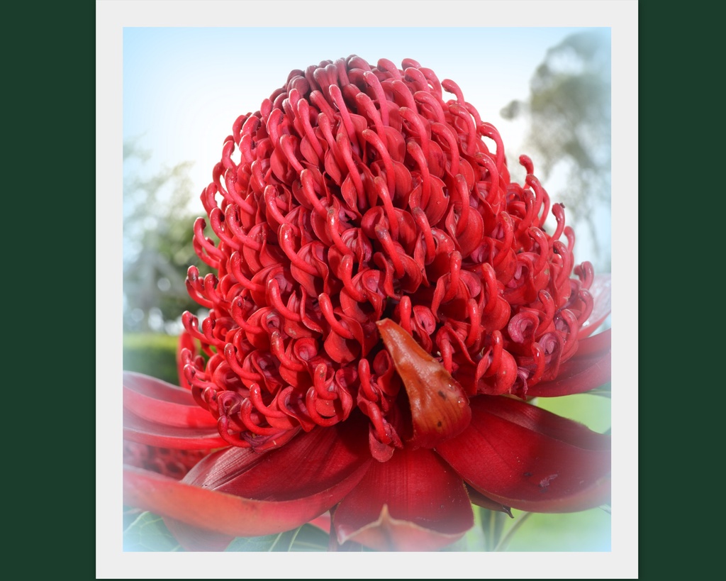 NSW Waratah.. Telopea Speciossissima..  by julzmaioro