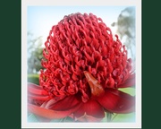 1st Oct 2013 - NSW Waratah.. Telopea Speciossissima.. 
