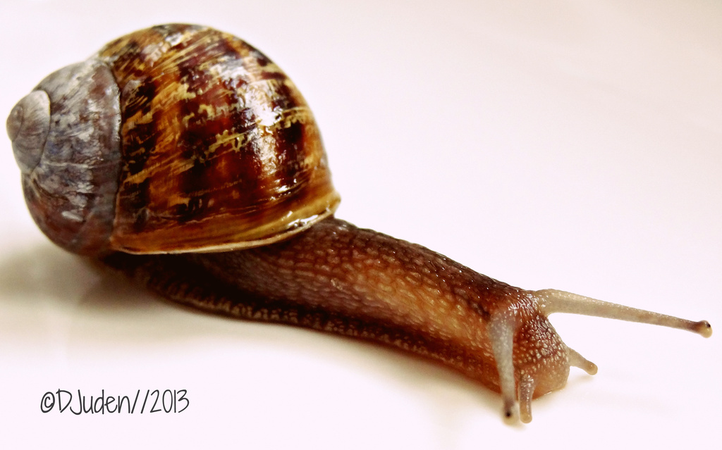 My Mollusc Mate! by darrenboyj