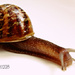 My Mollusc Mate! by darrenboyj