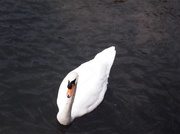 1st Oct 2013 - Swan on the River Freshney