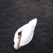 Swan on the River Freshney by plainjaneandnononsense