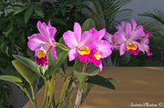 1st Oct 2013 - Nana's Catlaya Orchid