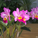 Nana's Catlaya Orchid by stcyr1up