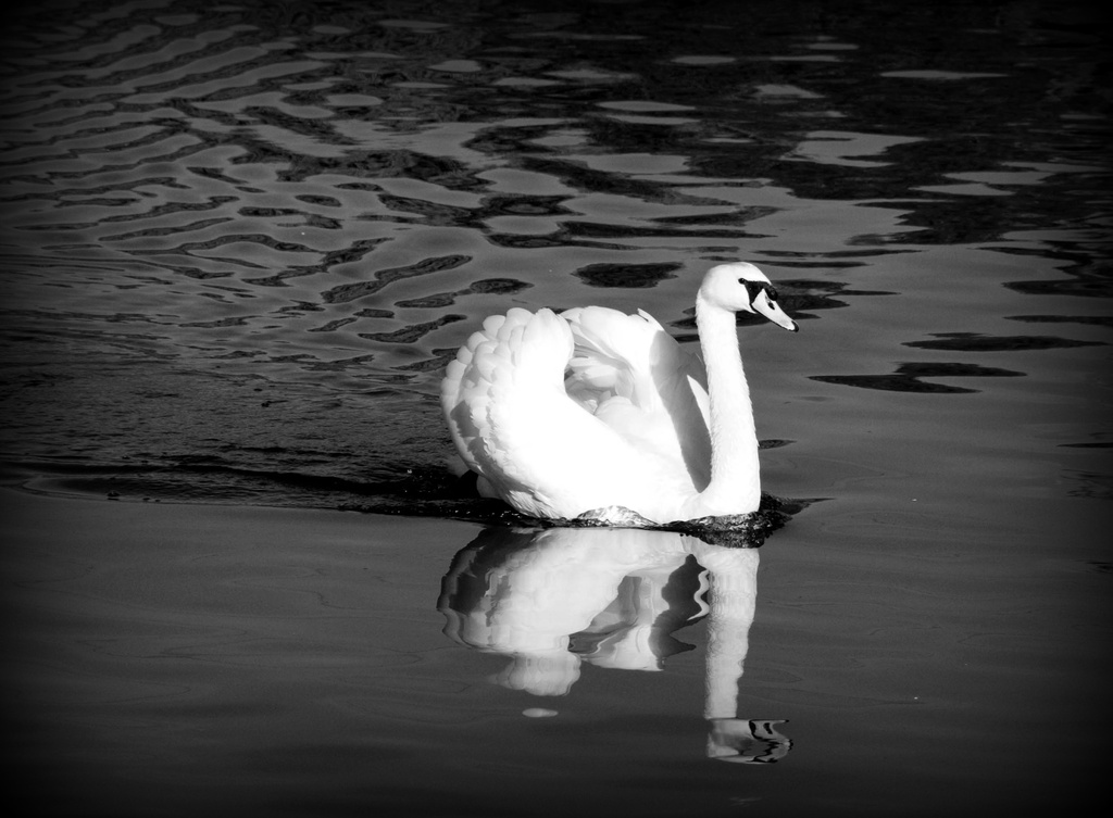 swan by tracybeautychick
