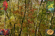 1st Oct 2013 - Autumnal Colours