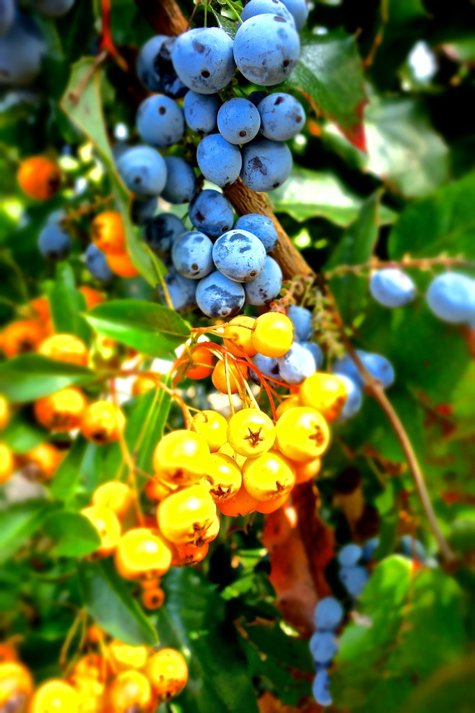 Berries by cocobella
