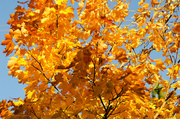 2nd Oct 2013 - Maple tree