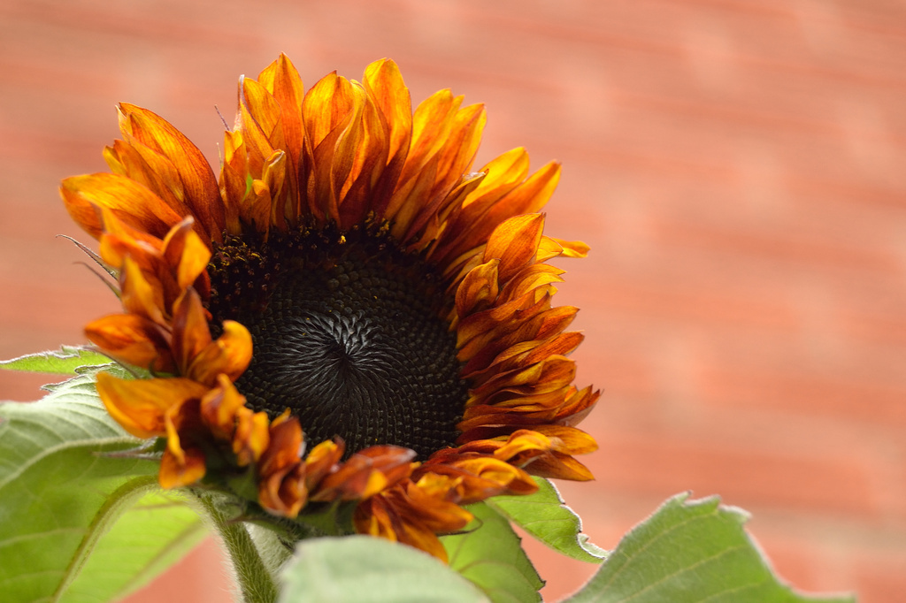 Late sunflower by richardcreese