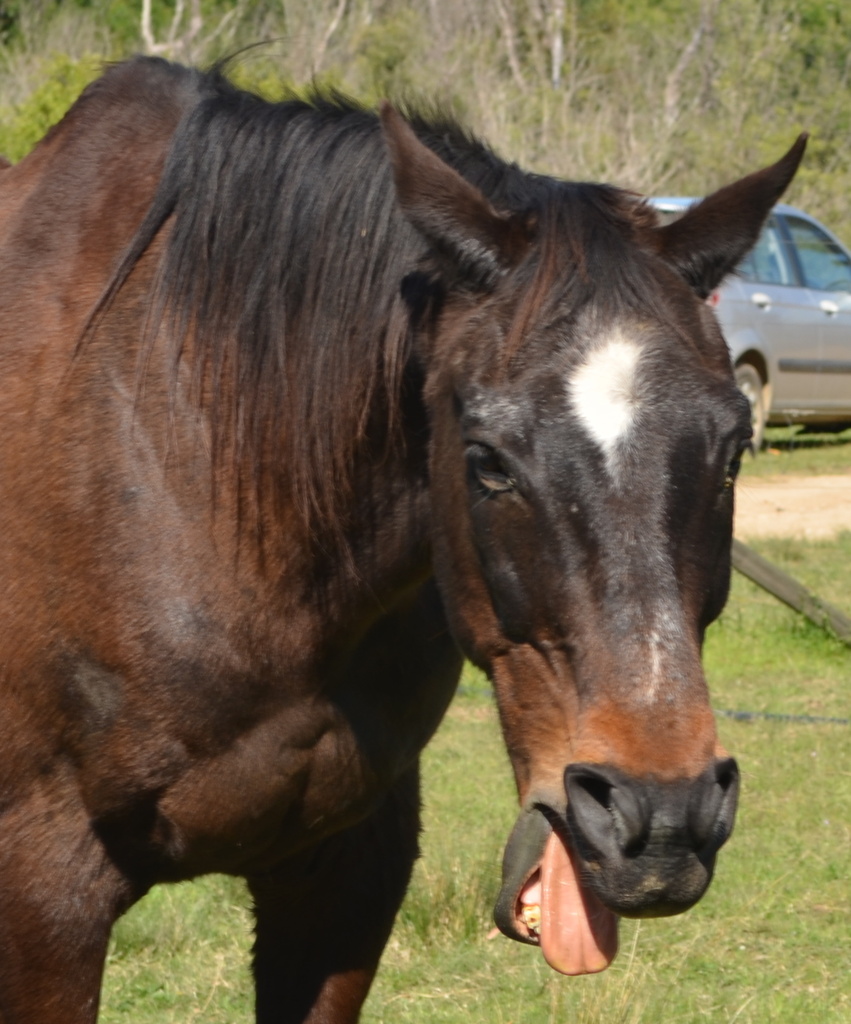 Horsey Yawn! by salza