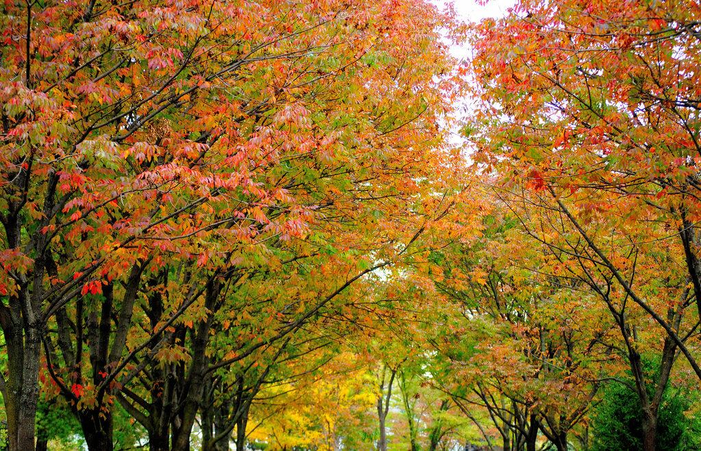 Autumn's Glorious Palette by alophoto
