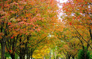 2nd Oct 2013 - Autumn's Glorious Palette
