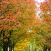 Autumn's Glorious Palette by alophoto