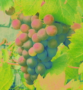 1st Oct 2013 - I heard it on the grape vine....... 