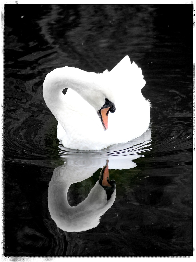 A swan? I'm a swan! by judithg