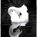 A swan? I'm a swan! by judithg