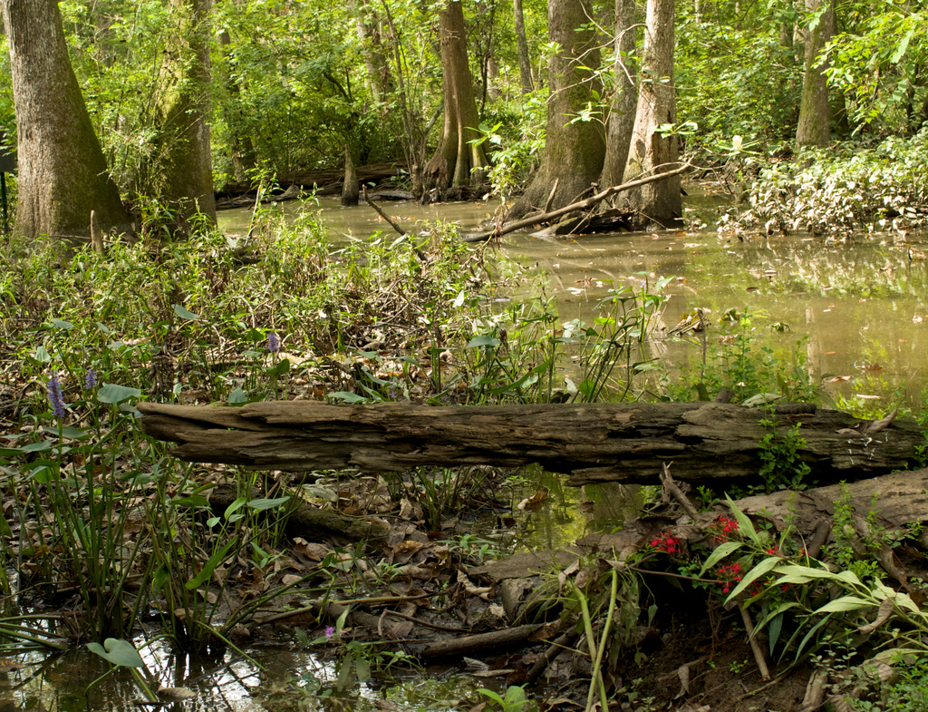 Bluebonnet Swamp by eudora