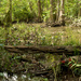 Bluebonnet Swamp by eudora