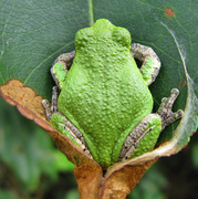2nd Oct 2013 - Frog legs