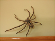 3rd Oct 2013 - My pet spider