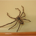 My pet spider by kerenmcsweeney