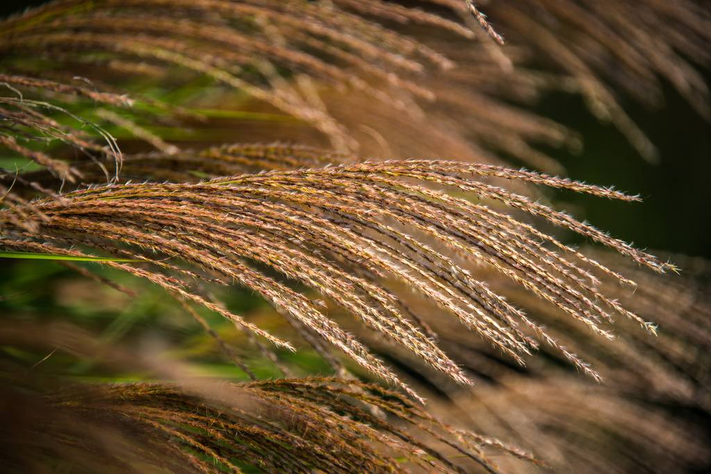 Fall Grasses by kathyladley